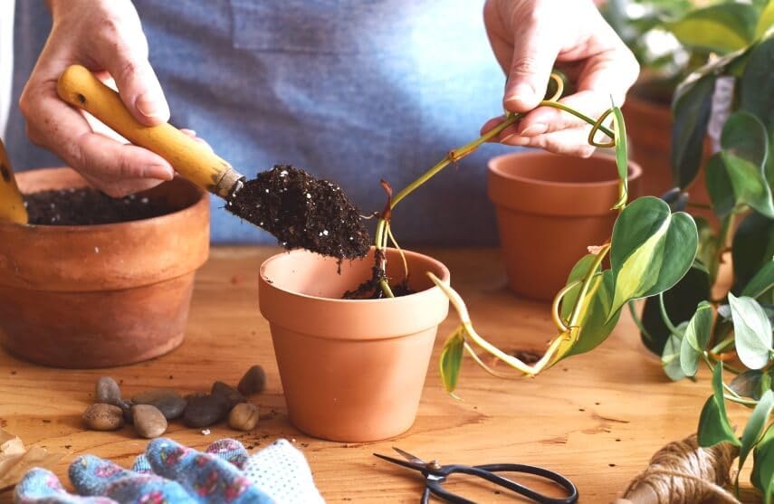 Gardenera Premium Epipremnum Plant Potting Mix - Crafted for Lush Growth and Vibrant Foliage - 1
