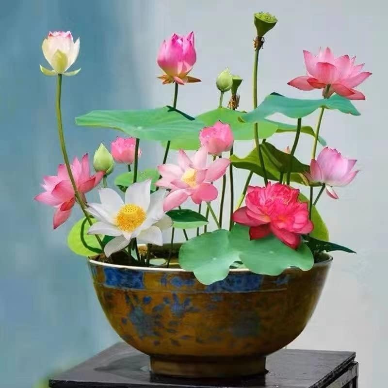 MEsay 10Pcs Mixed Color Bonsai Bowl Lotus Live Plants - Pre-Sprouted Water Beauties for Indoor and