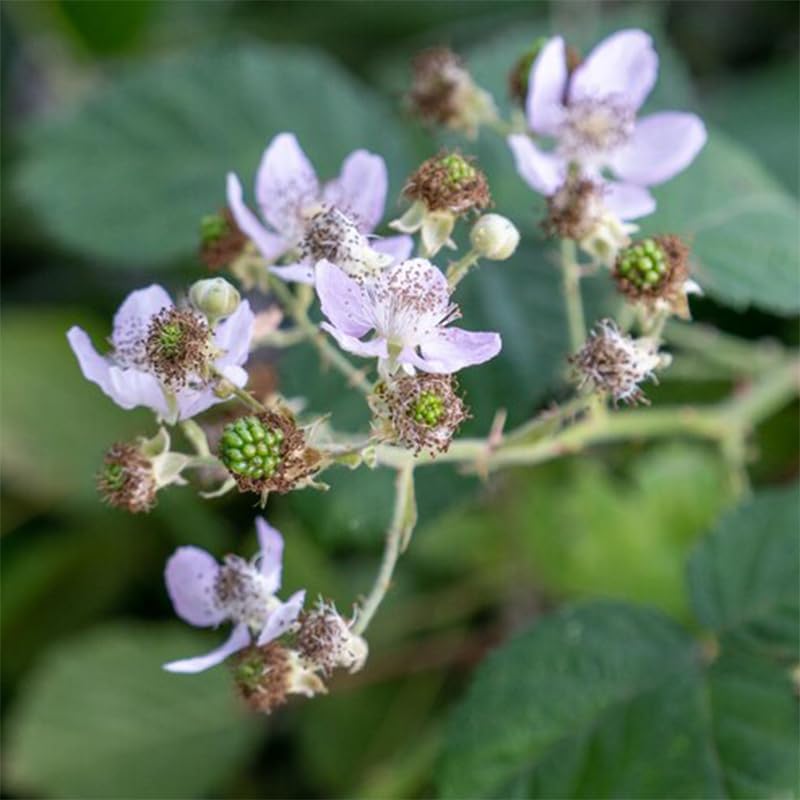 BlackBerry Plant Freedom-Ark (4 Pack) | Live Fruit Plant for Planting | Thornless & High-Yielding