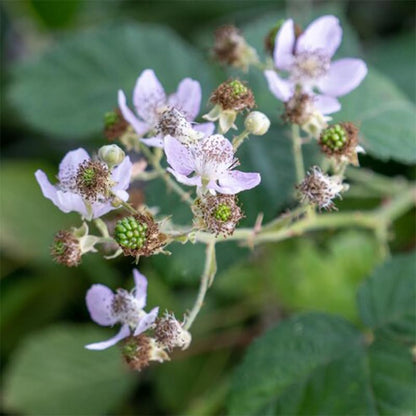 BlackBerry Plant Freedom-Ark (4 Pack) | Live Fruit Plant for Planting | Thornless & High-Yielding