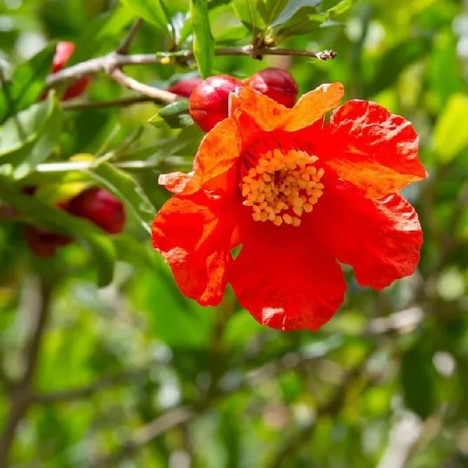 Live Pomegranate 'Wonderful' Plants (Punica Granatum 'Wonderful') - Fruit-Bearing