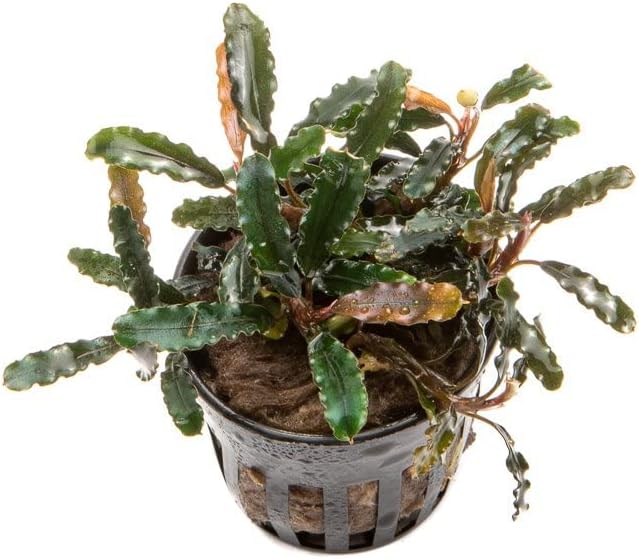SubstrateSource Bucephalandra Titan Potted Live Aquarium Plant - Natural Freshwater Fish Tank