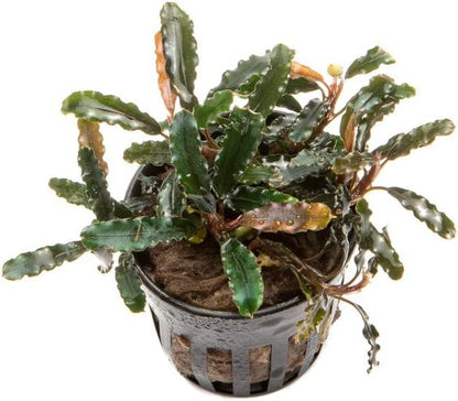 SubstrateSource Bucephalandra Titan Potted Live Aquarium Plant - Natural Freshwater Fish Tank