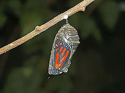 Blood Flower Milkweed Seeds - Food and Host Plant for Monarch Butterflies…