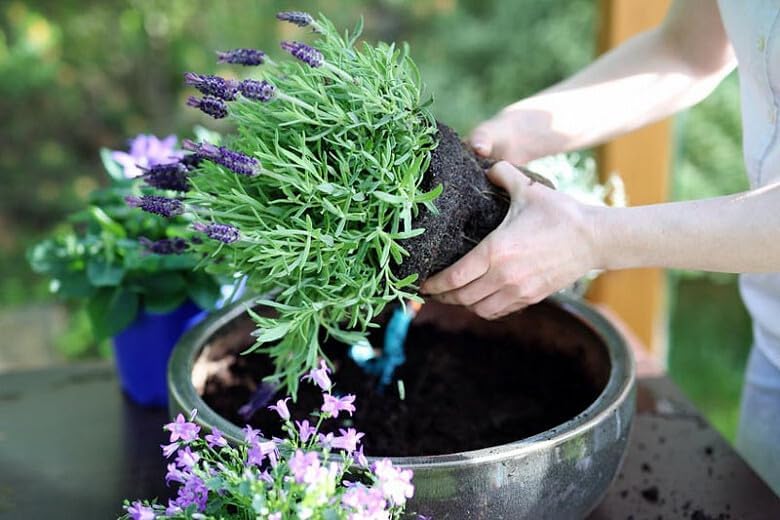 Premium Lavender Potting Soil by Gardenera - Unlock The Full Potential of Your Lavender Plants - 5