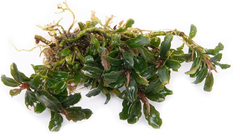 SubstrateSource Bucephalandra Catherinae Mini Live Aquarium Plant - Natural Freshwater Fish Tank