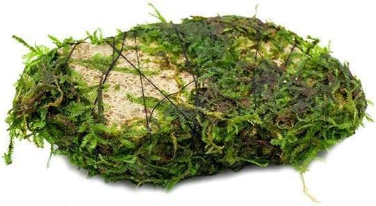 SubstrateSource Live Planted Decor - Christmas Moss (Vesicularia montagnei) on Lava Stone - Low