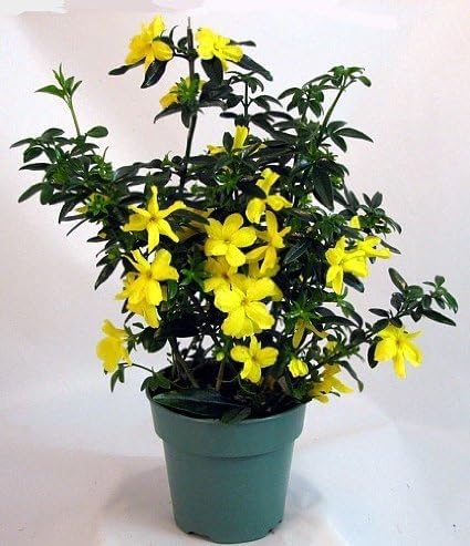 Primrose Jasmine (Jasminum Mesnyi) Live Plant - Fragrant Yellow Blooms. Japanese, Chinese, Asian.
