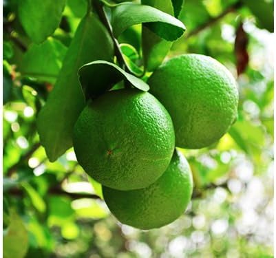 Father's Day Live Persian Lime Tree Gift, Dwarf Citrus Tree, Easy to Grow, Indoor/Outdoor, Unique