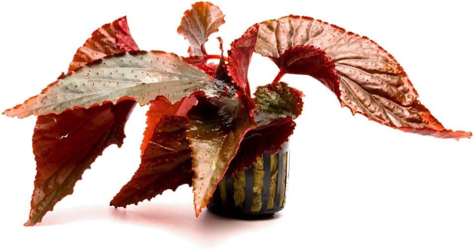 SubstrateSource Live Jungle Plants - Begonia Arabian Sunset (Begonia sp.) - Medium to High Light