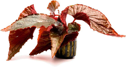 SubstrateSource Live Jungle Plants - Begonia Arabian Sunset (Begonia sp.) - Medium to High Light
