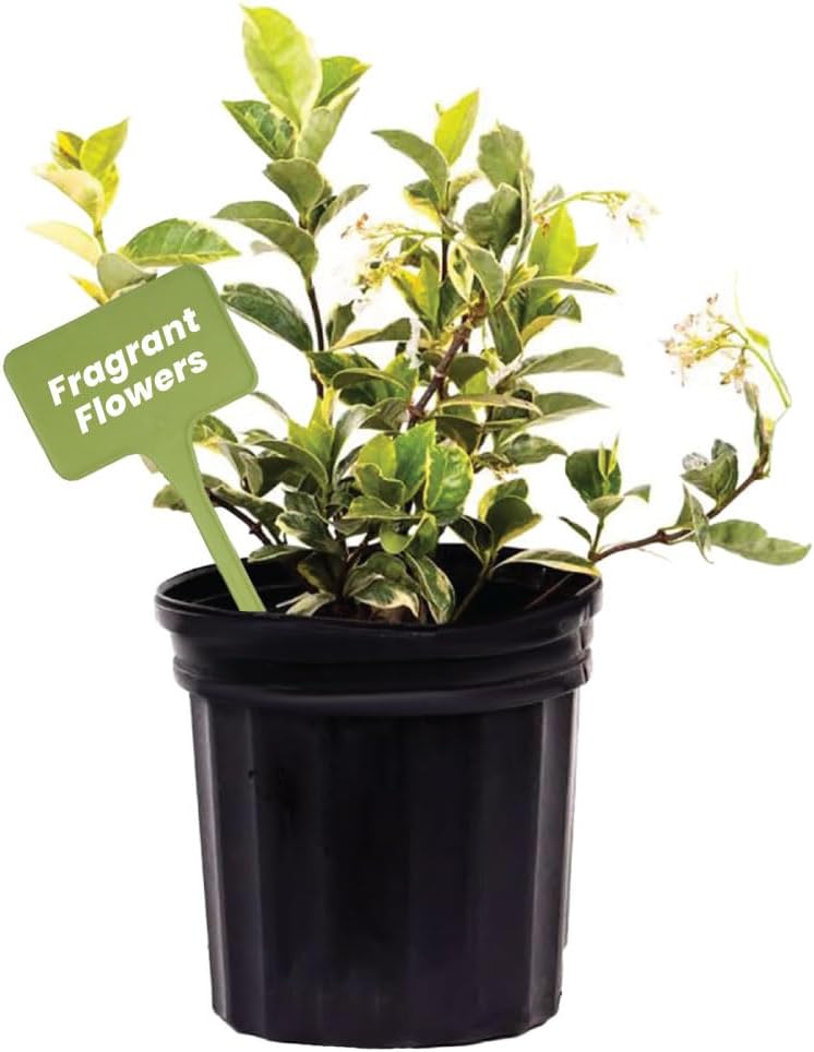 American Plant Exchange Variegated Confederate Jasmine – 6-Inch Pot – Live Fragrant Flowering Vine