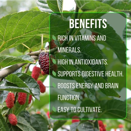 Mulberry Illinois Everbearing Plant (4 Pack) | Real Live Fruit Plants for Sale| Easy to Grow Live