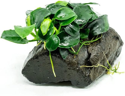 SubstrateSource Live Planted Decor - Anubias Nana Petite (Anubias barteri VAR. Nana 'Petite') on