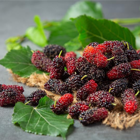 Mulberry Illinois Everbearing Plant (4 Pack) | Real Live Fruit Plants for Sale| Easy to Grow Live