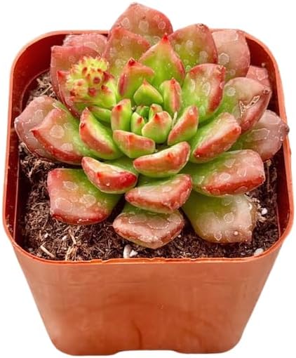 2" Sedeveria Letizia Unique Succulents Plants Live, Live Starter Succulent Plants, Easy Care House