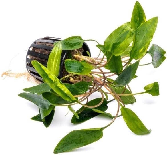 SubstrateSource Cryptocoryne Live Aquarium Plants - Freshwater Plant for Aquariums, Planted Fish