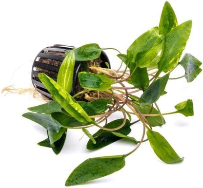 SubstrateSource Cryptocoryne Live Aquarium Plants - Freshwater Plant for Aquariums, Planted Fish