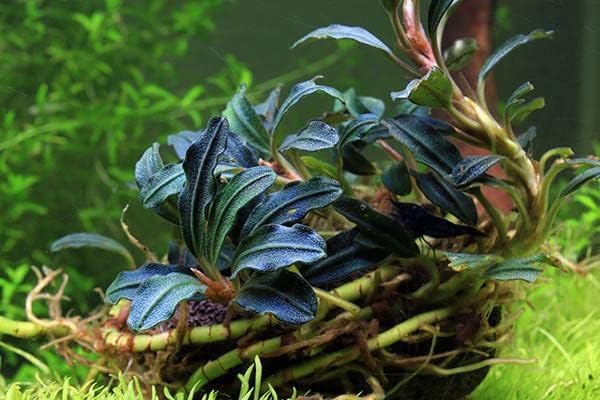 SubstrateSource Bucephalandra Kedagang Round Potted Live Aquarium Plant - Natural Freshwater Fish