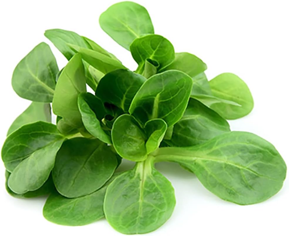 Mache - Large Leaves Variety and Best for Overwintering in The Cold Northeast - Corn Salad - 300