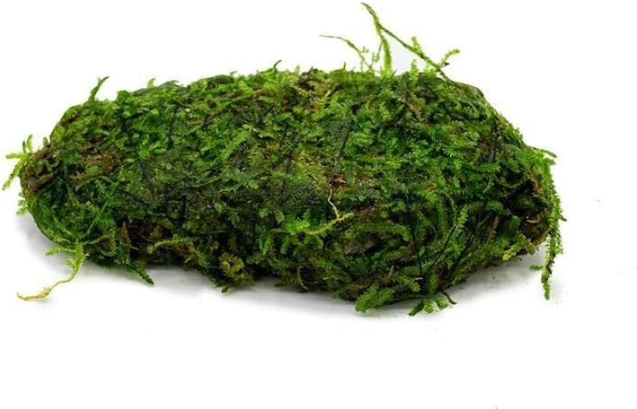 SubstrateSource Live Planted Decor - Christmas Moss (Vesicularia montagnei) on Lava Stone - Low