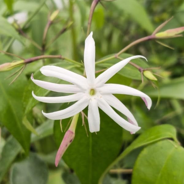 Live Angel Wing Jasmine (Jasminum Nitidum) Plants - Fragrant, White Blooming Evergreen Shrub for