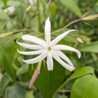 Live Angel Wing Jasmine (Jasminum Nitidum) Plants - Fragrant, White Blooming Evergreen Shrub for