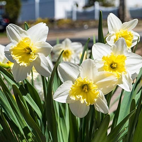 White Lion Daffodil Flowers- 5 Bulbs - Large Narcissus Blooms Crisp White Petals and Ruffled