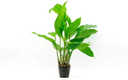 SubstrateSource Anubias Live Aquarium Plants - Potted Freshwater Plant for Fish Tanks, Terrariums