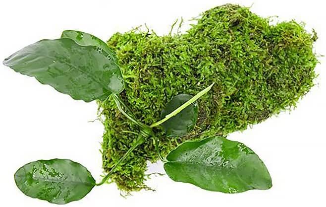 SubstrateSource Live Planted Decor - Anubias Barteri & Christmas Moss on Driftwood - Deep Green