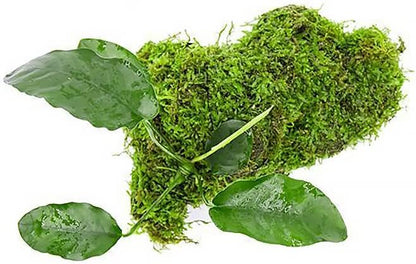 SubstrateSource Live Planted Decor - Anubias Barteri & Christmas Moss on Driftwood - Deep Green