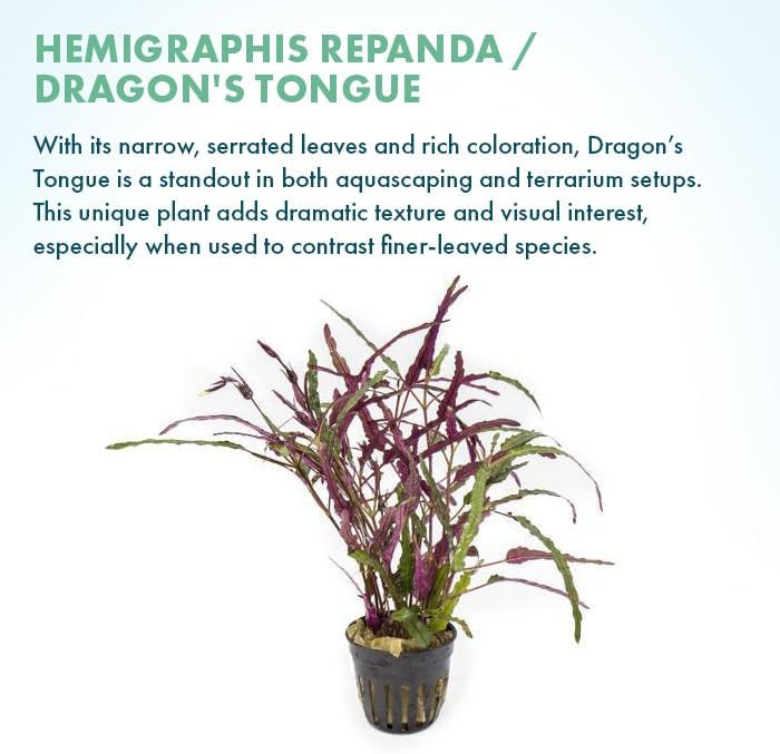 SubstrateSource Live Jungle Plants - Hemigraphis repanda (Hemigraphis sp.) - Low to Medium Light