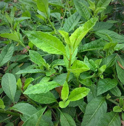 Longevity Spinach Plant (4 Pack) | Real Live Vegetable Plant for Sale | Nutrient-Rich Superfood |