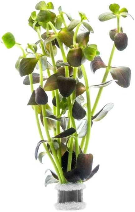 SubstrateSource Live Plant - Purple Bacopa (Bacopa salzmannii) - Moderate Care, Moderate to High