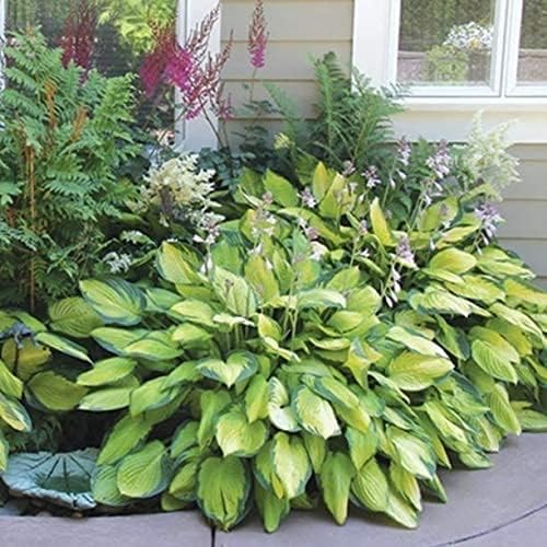 Amazing Deal - 24 Hosta Bare Roots Plants w/Planting Shovel - Mixed Heart-Shaped, Rich Green