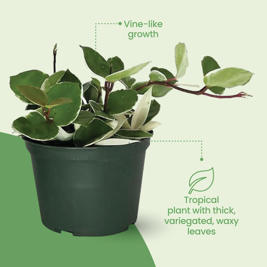 American Plant Exchange Assorted Hoya Plants – 4-Inch Pots, Pack of 3 – Live Flowering Wax Vines