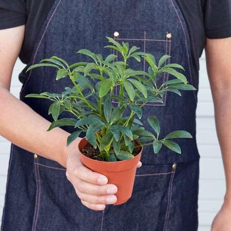 Schefflera Arboricola Live Plant for Indoor | Different Houseplants in 3'' Pot | Real House Plant