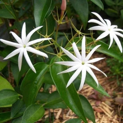 Live Angel Wing Jasmine (Jasminum Nitidum) Plants - Fragrant, White Blooming Evergreen Shrub for