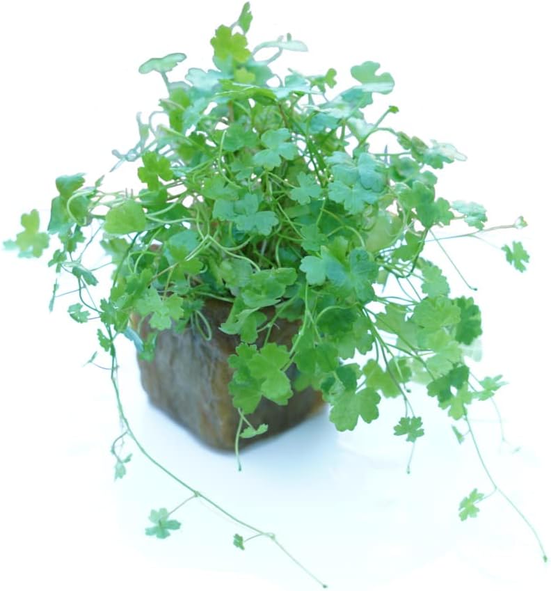 Dwarf Pennywort Hydrocotyle Tripartita Japan Live Aquarium Freshwater Plants Decoration