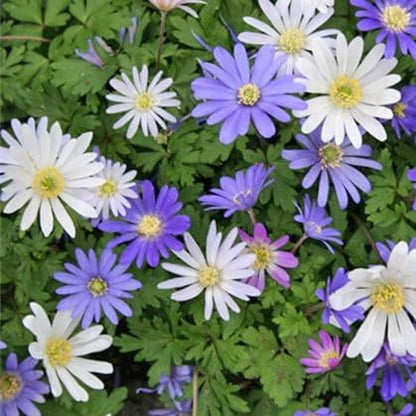 Amazing Deal - Complete Spring & Summer 100 Bulbs Blooming Flower Garden - Beautiful Flowers That