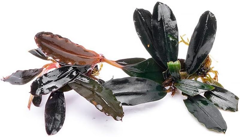SubstrateSource Bucephalandra Brownie Blue Live Aquarium Plant - Natural Freshwater Fish Tank