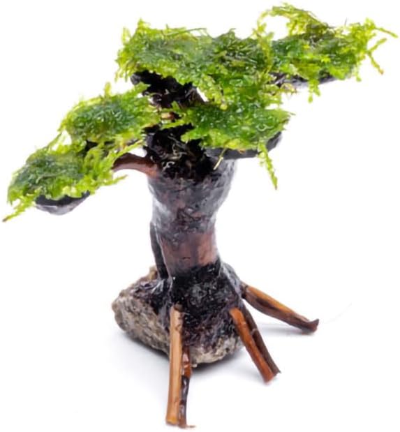 SubstrateSource Live Planted Decor - Moss on Bonsai (Aquascaping Tree) - Low to Moderate Light
