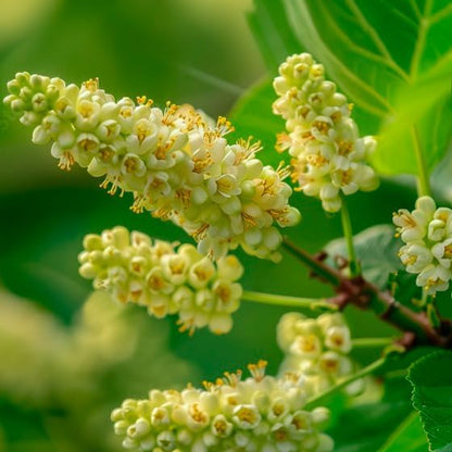 Mulberry Illinois Everbearing Plant (4 Pack) | Real Live Fruit Plants for Sale| Easy to Grow Live