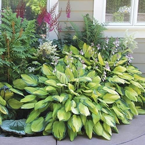Ultimate Hosta Garden Collection 6-Pack of Bare Roots Hardy Mixed Heart-Shaped Hosta - Rich Green
