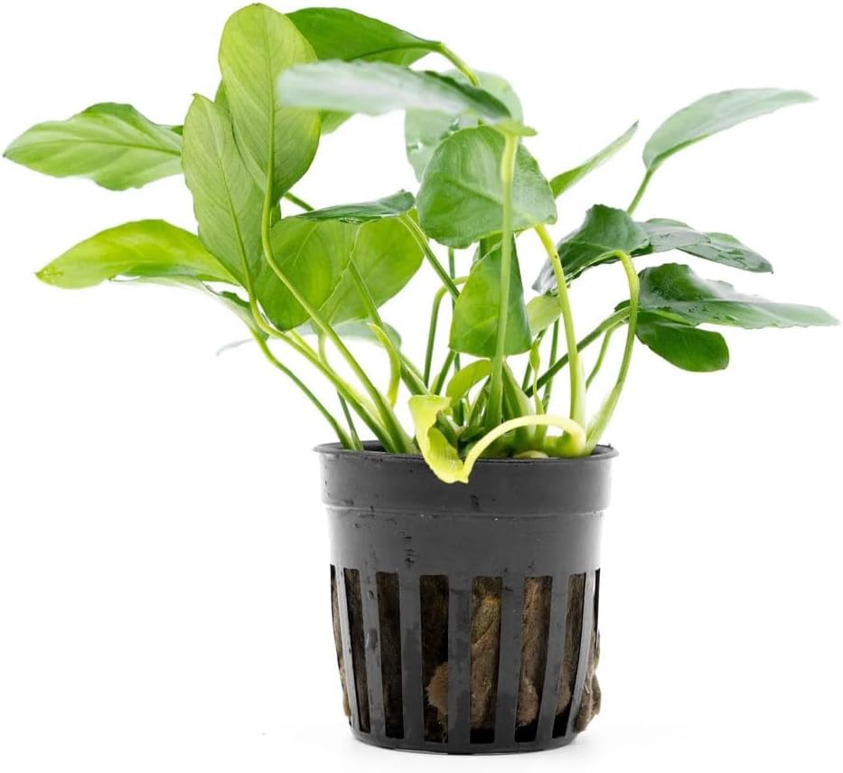 SubstrateSource Live Jungle Plants - Anubias Nana Paxing (Anubias barteri) - Low Light Foreground