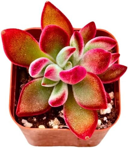 2" Echeveria Ruby Slippers Unique Succulents Plants Live, Live Starter Succulent Plants, Easy Care