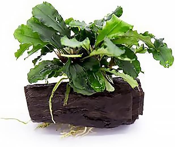 SubstrateSource Live Planted Decor - Bucephalandra Green Wavy on Driftwood - Bright Freshwater