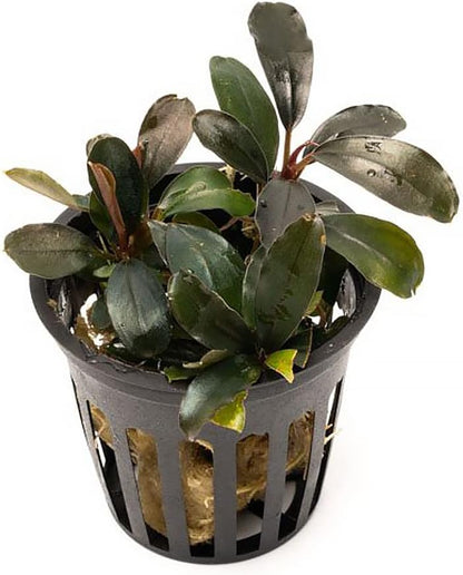 SubstrateSource Bucephalandra Black Pearl Potted Live Aquarium Plant - Natural Freshwater Fish Tank