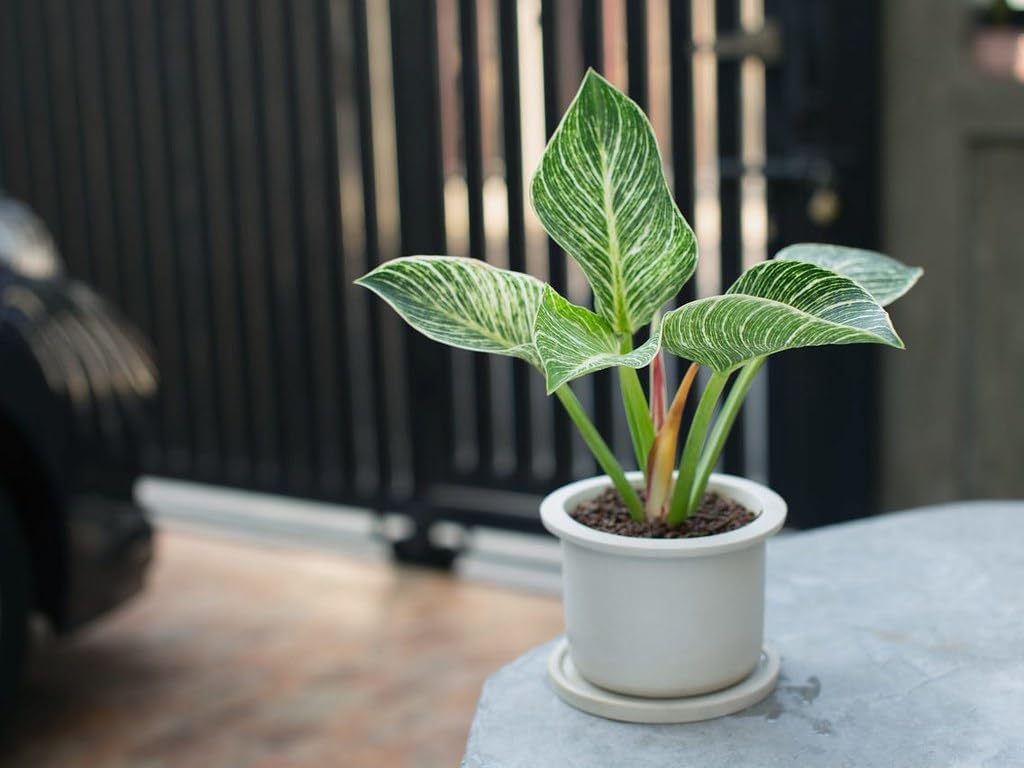 Gardenera Organic Philodendron Soil Blend - Promote Strong Root Development and Vibrant Leaves - 20