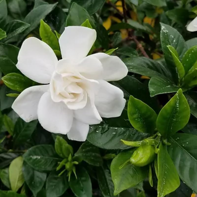 Gardenia Live Plant, White Flower Jasmine Gardenia Plant in 4 Inch Pot, White Gardenia Flower Live